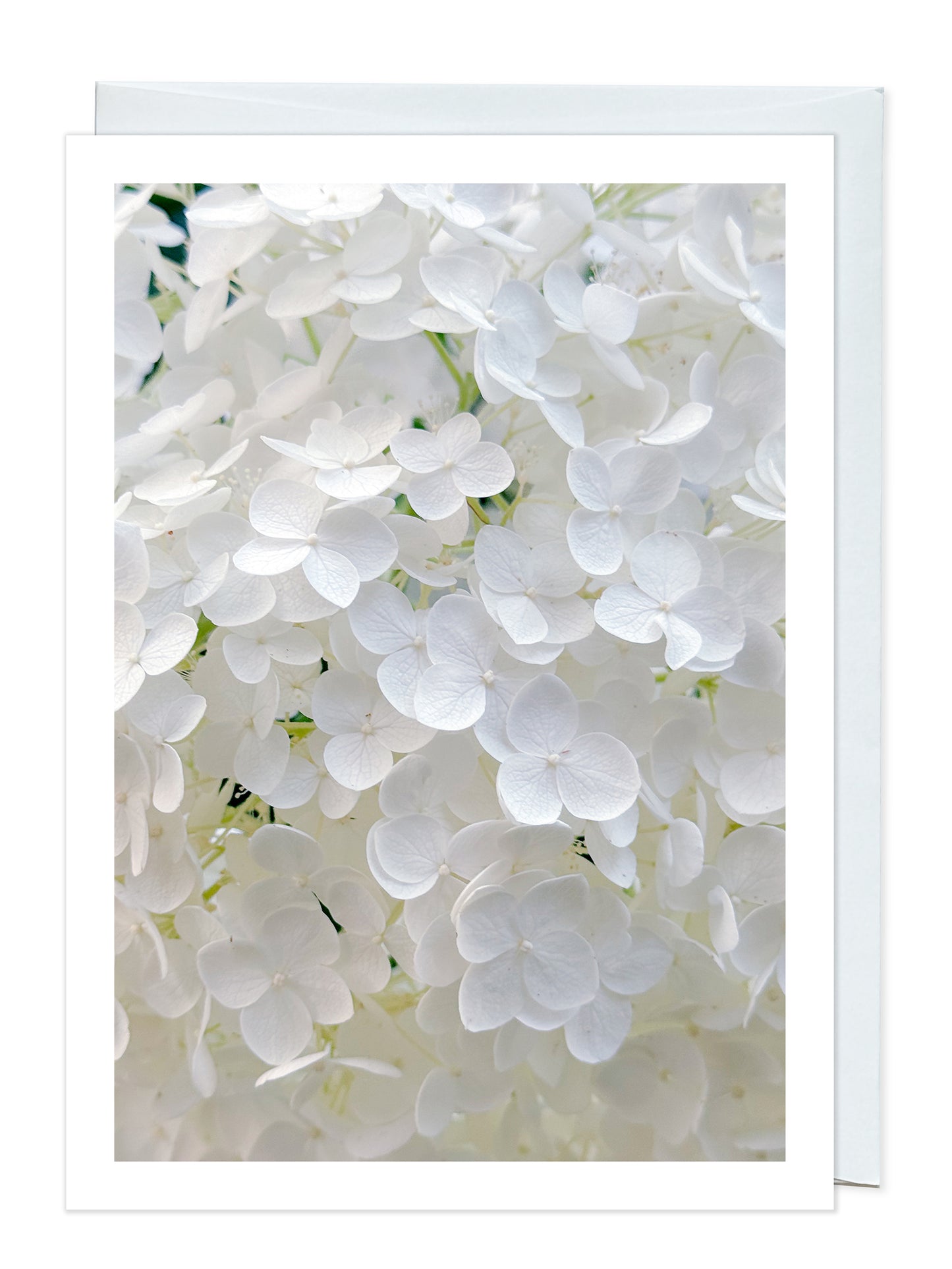 Annabelle Hydrangea