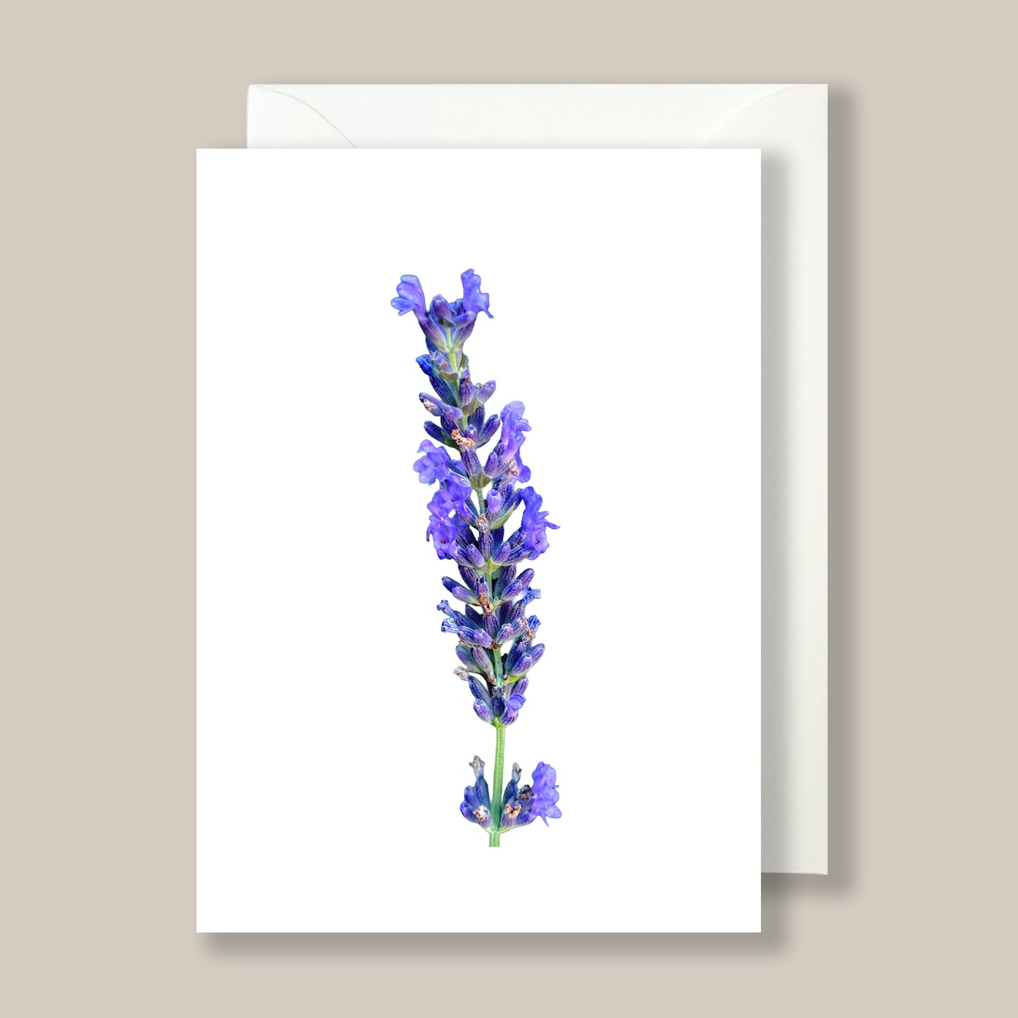 Hidcote English Lavender - Box of 10