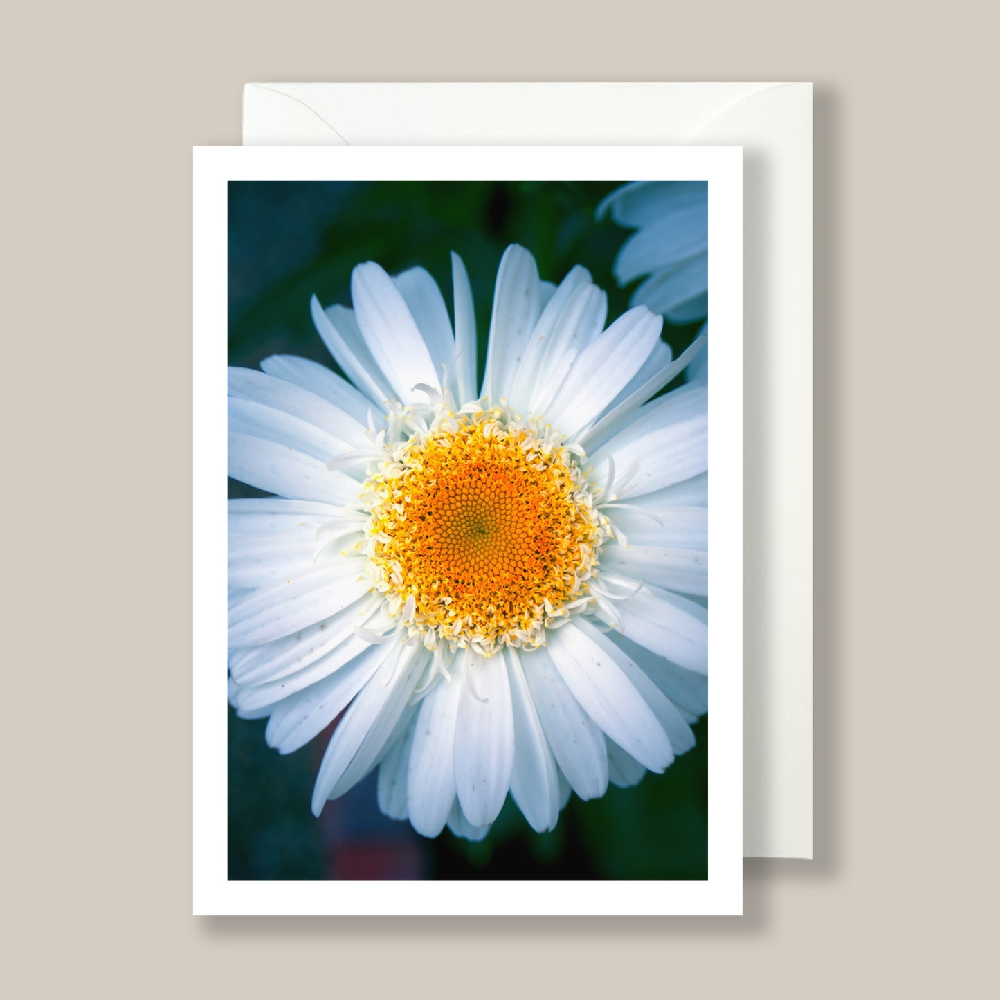 Artifact No. 30 | Spring Mix '26 | Five Flowers, Ten Card Set | Limited Release