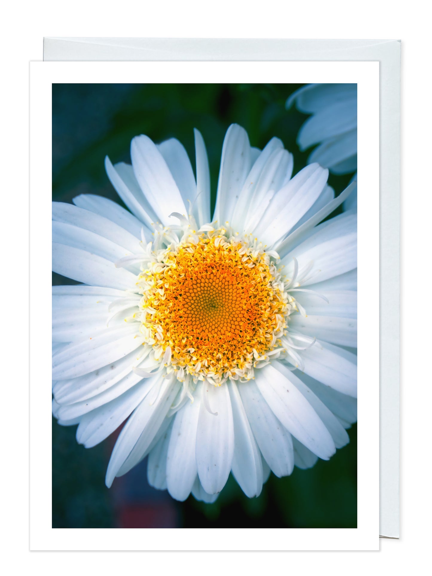 A Real Daisy of a Day