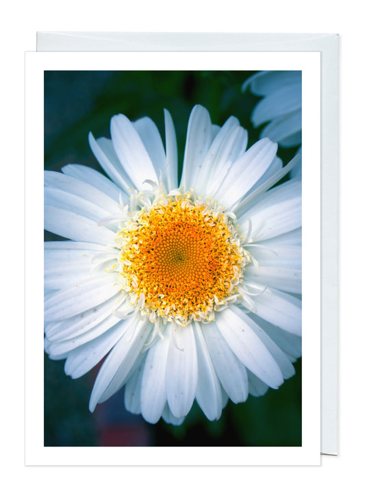 A Real Daisy of a Day