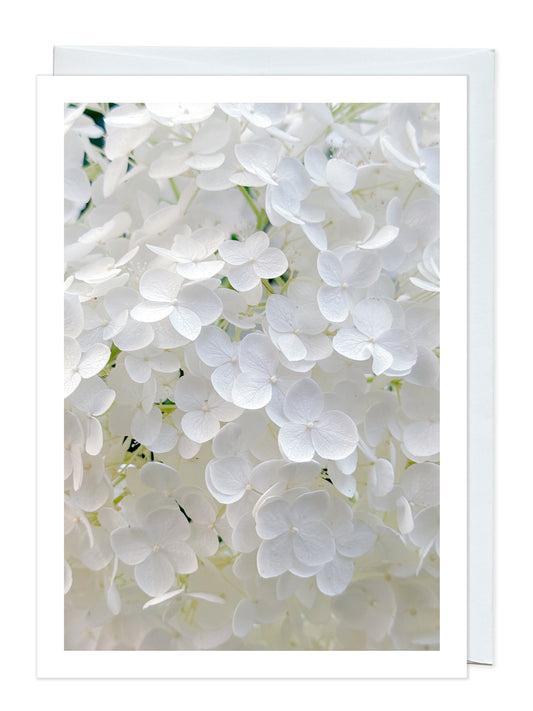 Annabelle Hydrangea