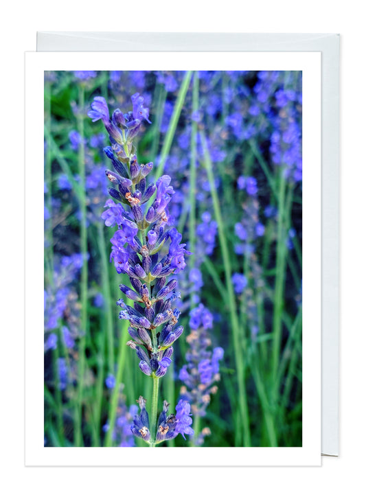 Hidcote English Lavender