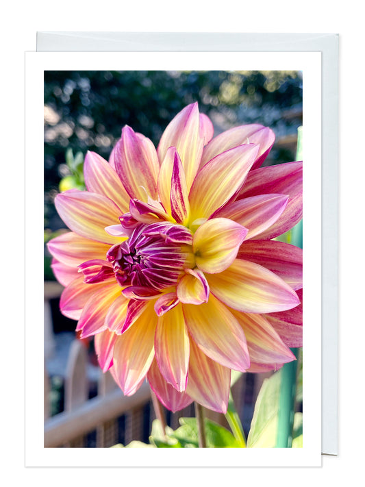 Caribbean Fantasy Dahlia