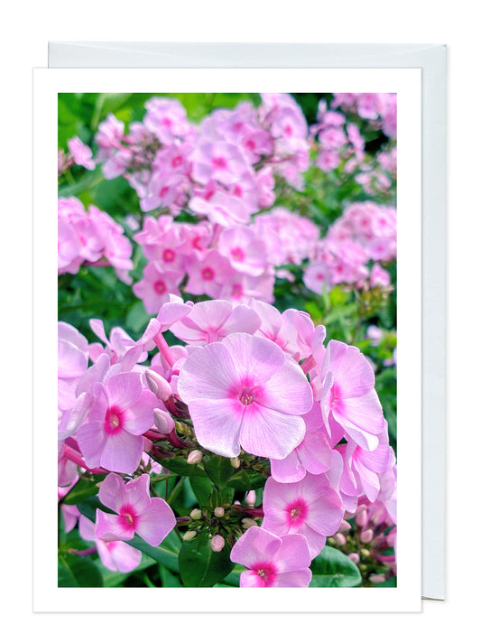 Bright Eyes Phlox