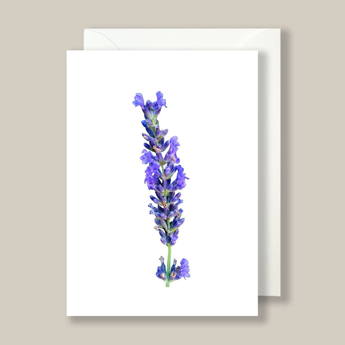 Notes Design Lavender Lavender Note Cards | Handmade Stationery Set of 10 – The Piccolo Dog ...
