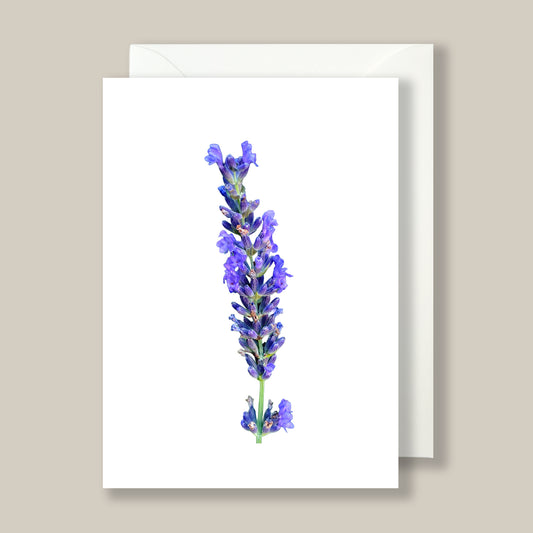 Hidcote English Lavender - Box of 10