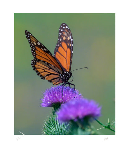 No. 48 Beautiful Leap – 7¼” x 8⅓” Print, Unframed