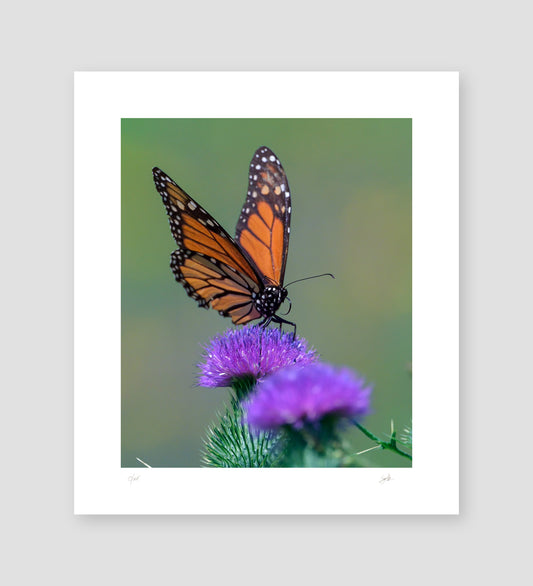 No. 48 Beautiful Leap – 7¼” x 8⅓” Print, Unframed