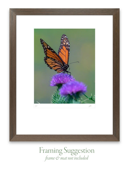 No. 48 Beautiful Leap – 7¼” x 8⅓” Print, Unframed