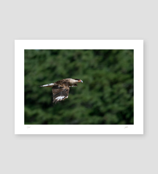 No. 49 Wayfarer Crested Caracara – 11¾" x 8½" Print, Unframed