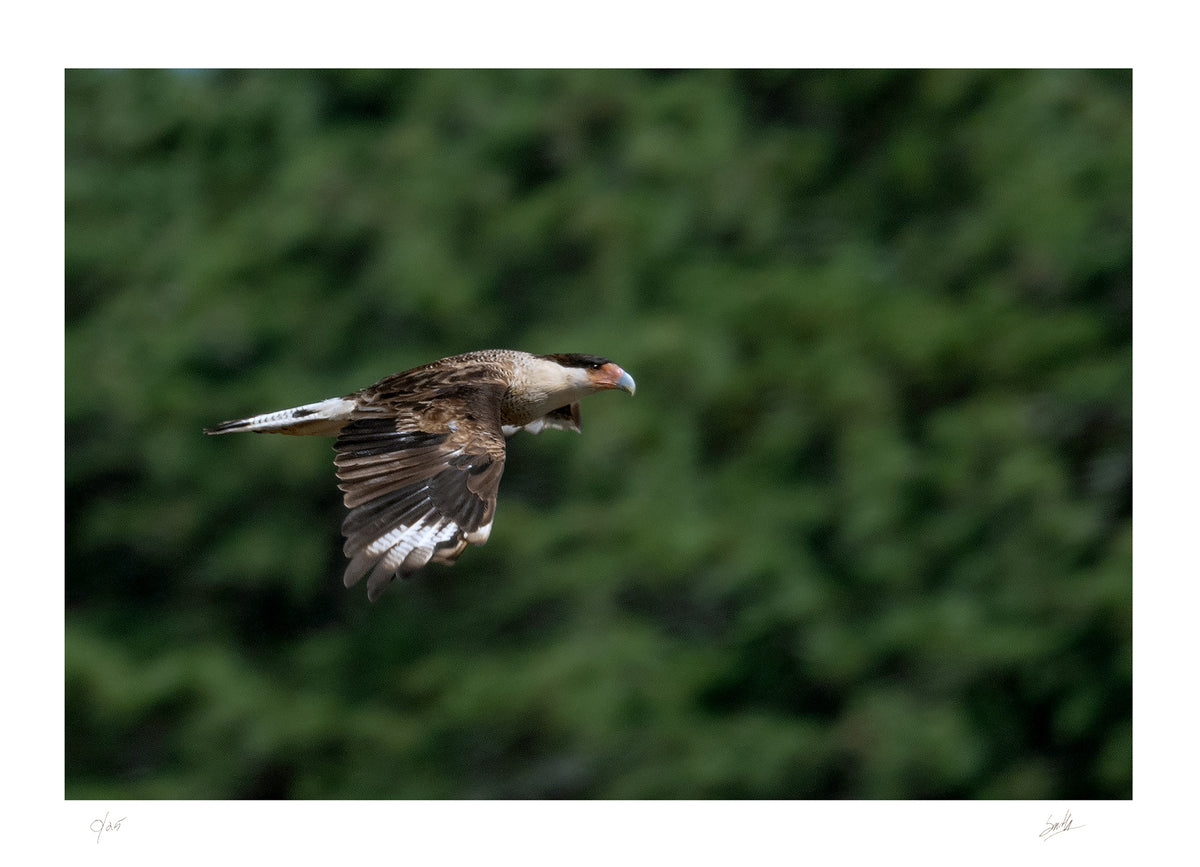 No. 49 Wayfarer Crested Caracara – 11¾" x 8½" Print, Unframed
