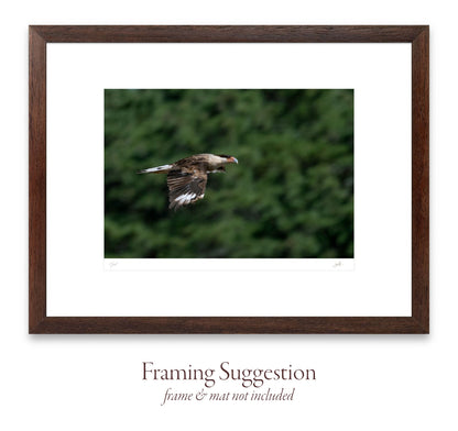 No. 49 Wayfarer Crested Caracara – 11¾" x 8½" Print, Unframed
