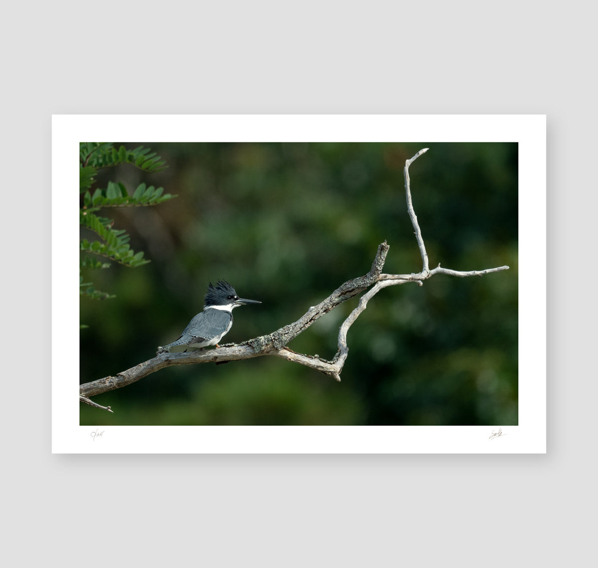 No. 50 A Backroad King – 15¾" x 10¾" Print, Unframed
