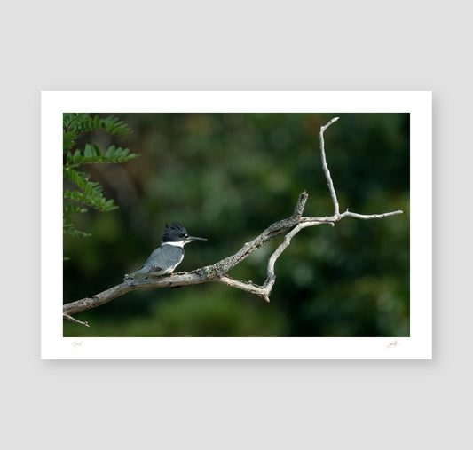 No. 50 A Backroad King – 15¾" x 10¾" Print, Unframed