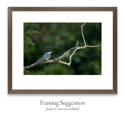 No. 50 A Backroad King – 15¾" x 10¾" Print, Unframed