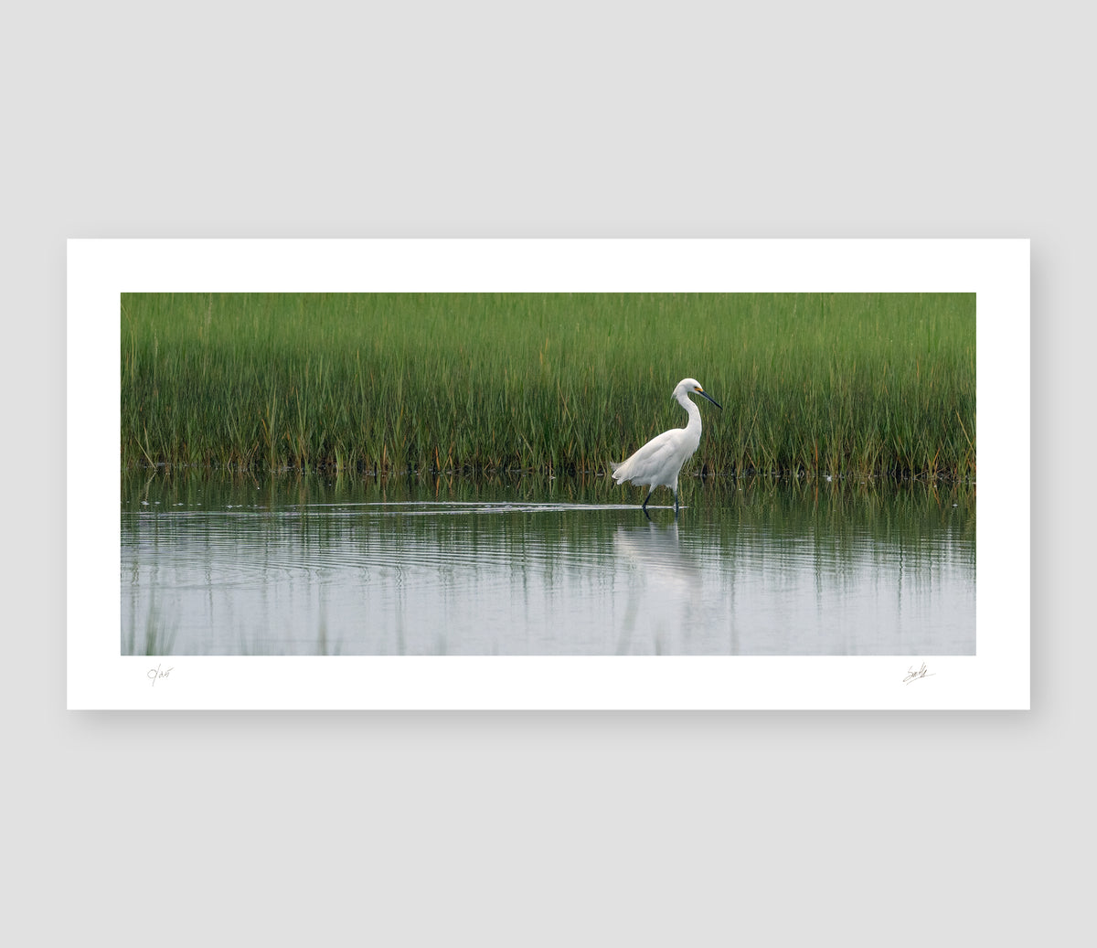 No. 46 Snowy Egret Strolls Through Bell’s Neck – 15¾” x 7¾” Print, Unframed