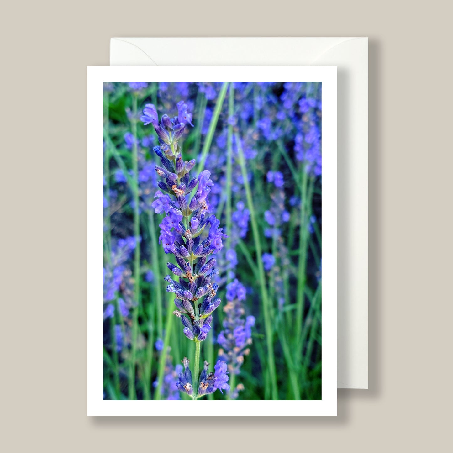 Artifact No. 30 | Spring Mix '26 | Five Flowers, Ten Card Set | Limited Release