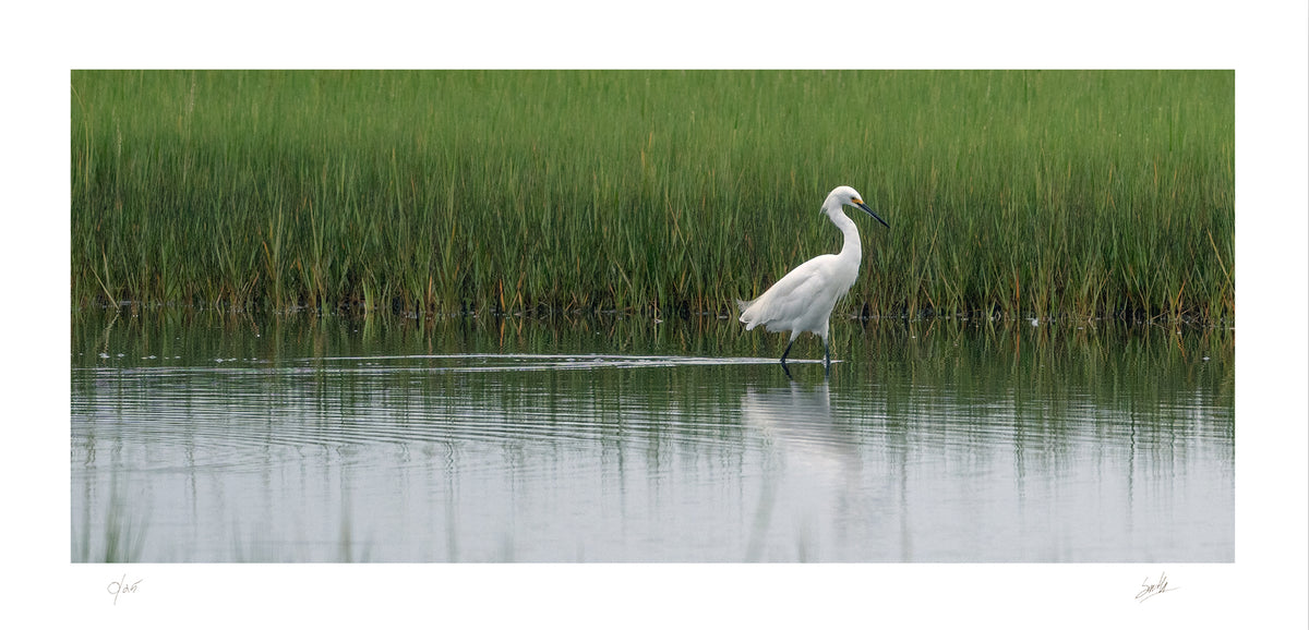 No. 46 Snowy Egret Strolls Through Bell’s Neck – 15¾” x 7¾” Print, Unframed