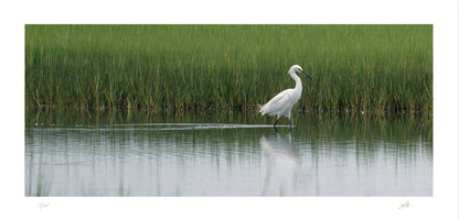 No. 46 Snowy Egret Strolls Through Bell’s Neck – 15¾” x 7¾” Print, Unframed